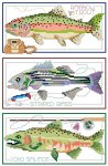 A Tale of Three Fish (image for) A Tale of Three Fish
